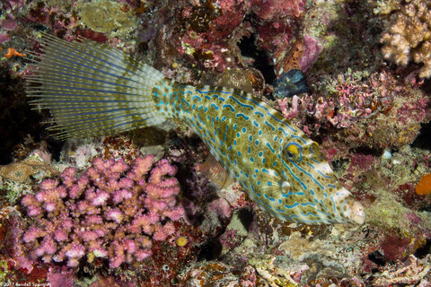 Aluterus scriptus (Scrawled Filefish)