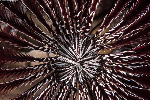Cenometra bella (Beautiful Feather Star)