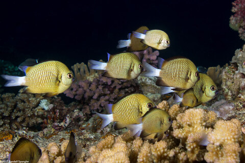 Dascyllus reticulatus (Reticulated Dascyllus)