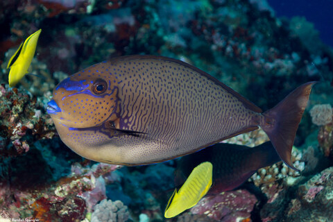 Naso vlamingii (Bignose Unicornfish)