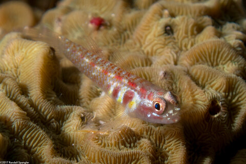 Eviota guttata (Whitestriped Dwarfgoby)