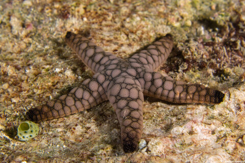 Fromia indica (Indian Sea Star)