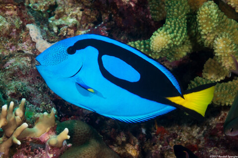 Paracanthurus hepatus (Palette Surgeonfish)