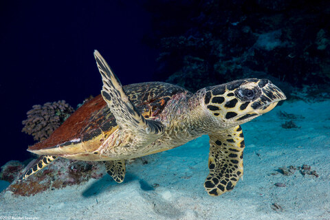 Eretmochelys imbricata (Hawksbill Turtle)