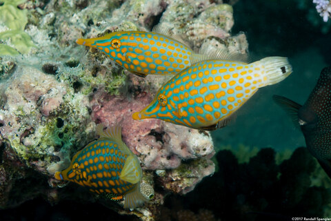 Oxymonacanthus longirostris (Longnose Filefish)