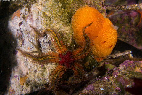 Ophiothrix spiculata (Spiny Brittle Star)
