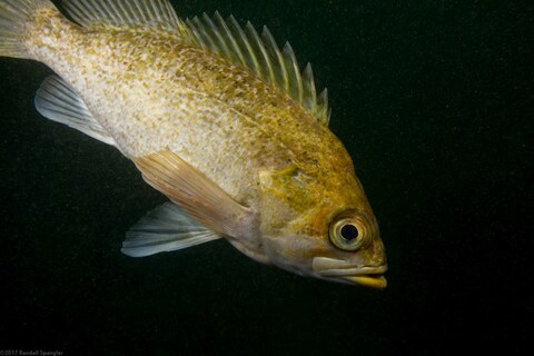 Sebastes atrovirens (Kelp Rockfish)