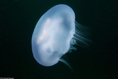 Aurelia aurita (Moon Jelly)