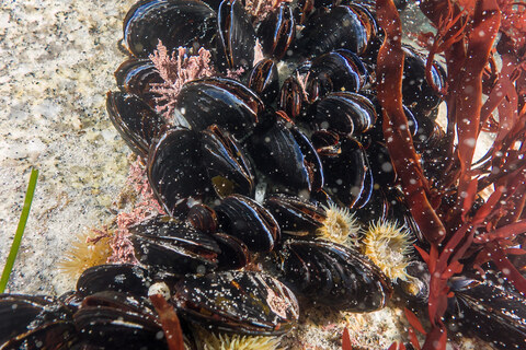 Mytilus trossulus (Bay Mussel)