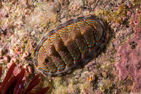 Tonicella lokii (Flame Lined Chiton)