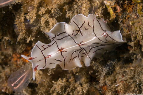 Eurylepta californica (Montgomery's Flatworm)