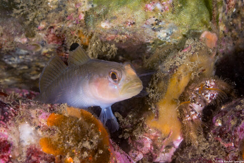 Rhinogobiops nicholsii (Blackeye Goby)