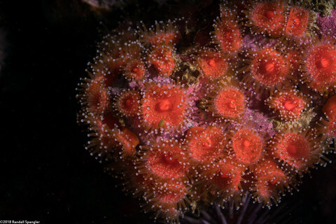 Corynactis californica (Club-Tipped Anemone)
