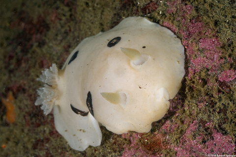 Diaulula sandiegensis (San Diego Dorid)