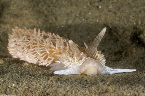 Aeolidia loui (Shag-Rug Aeolid)