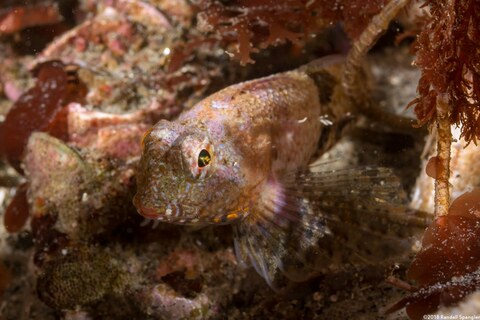 Orthonopias triacis (Snubnose Sculpin)