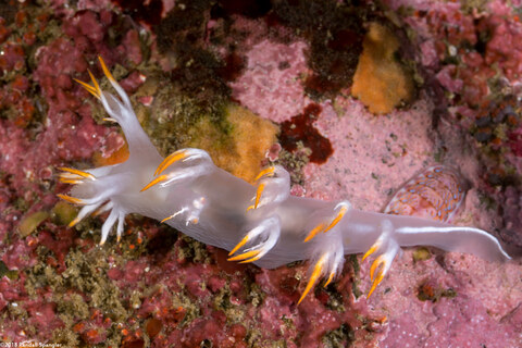 Dendronotus albus (White Dendronotus)