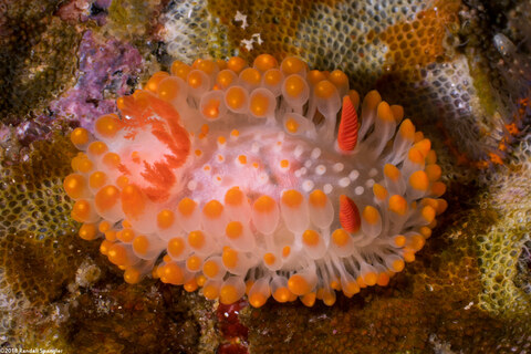 Limacia cockerelli (Cockerell's Dorid)