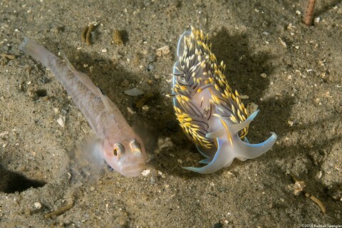 Hermissenda opalescens (Opalescent Nudibranch); Best buddies