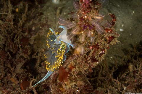 Hermissenda opalescens (Opalescent Nudibranch)