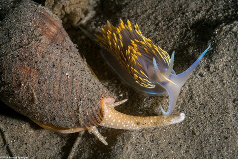 Hermissenda opalescens (Opalescent Nudibranch)