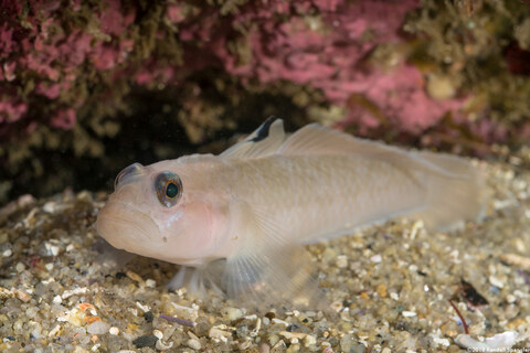 Rhinogobiops nicholsii (Blackeye Goby)