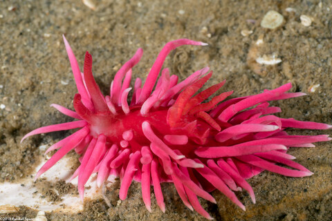 Okenia rosacea (Hopkins' Rose Nudibranch)