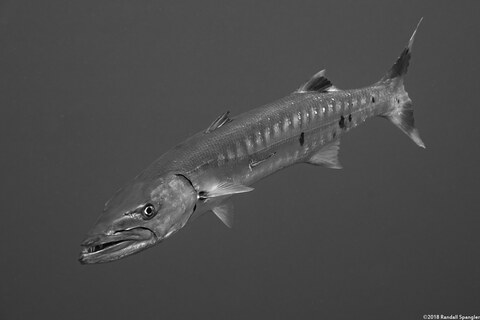Sphyraena barracuda (Great Barracuda)