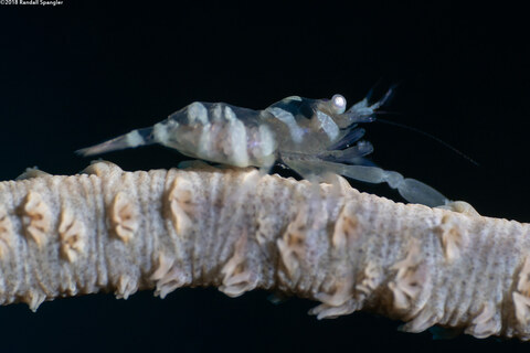 Pontonides ankeri (Barred Wire Coral Shrimp)