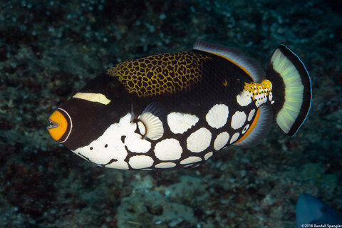 Balistoides conspicillum (Clown Triggerfish)