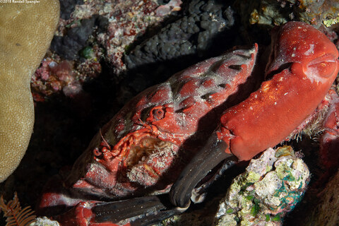 Etisus splendidus (Splendid Red Spooner Crab)