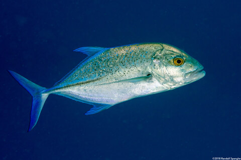 Caranx melampygus (Bluefin Trevally)