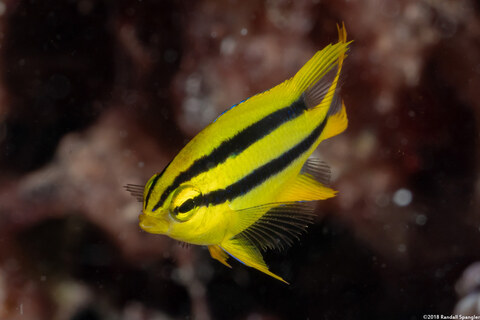 Neoglyphidodon nigroris (Yellowtail Damsel)