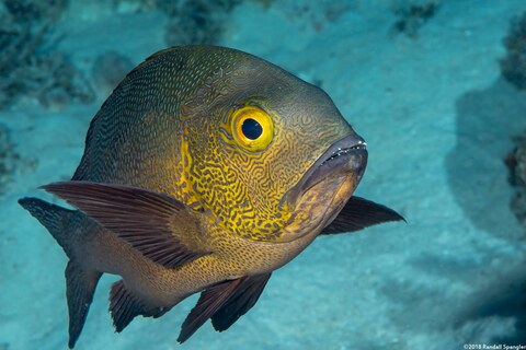 Macolor macularis (Midnight Snapper)