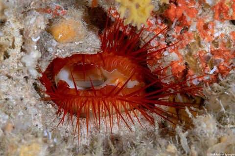 Ctenoides ales (Electric Fileclam)