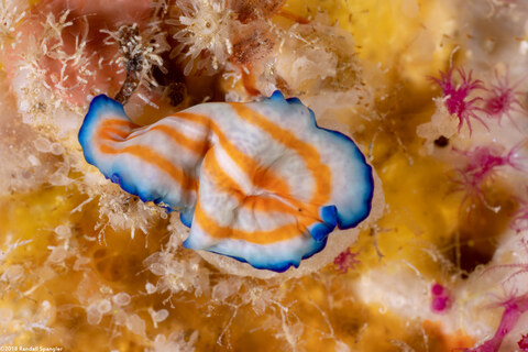 Pseudoceros sp.1 (Pseudoceros sp.1)