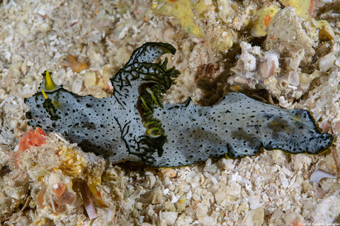 Notodoris  serenae (Gray Norse God)