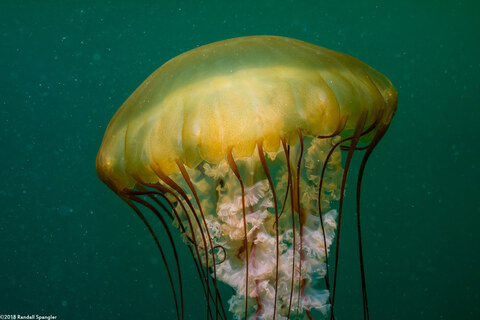 Chrysaora fuscescens (Brown Jellyfish)