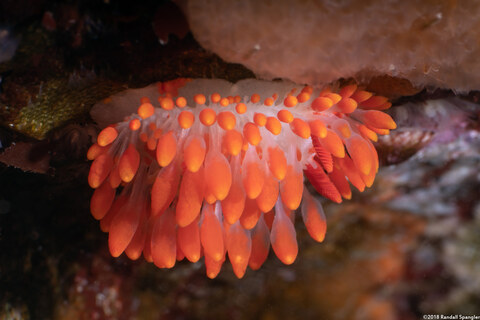 Limacia cockerelli (Cockerell's Dorid)