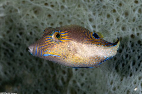 Canthigaster rostrata (Sharpnose Puffer)