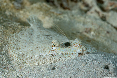 Bothus ocellatus (Eyed Flounder)