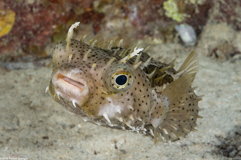 Chilomycterus antennatus (Bridled Burrfish)