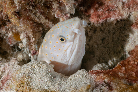 Myrichthys breviceps (Sharptail Eel)