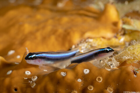 Elacatinus lobeli (Caribbean Neon Goby)