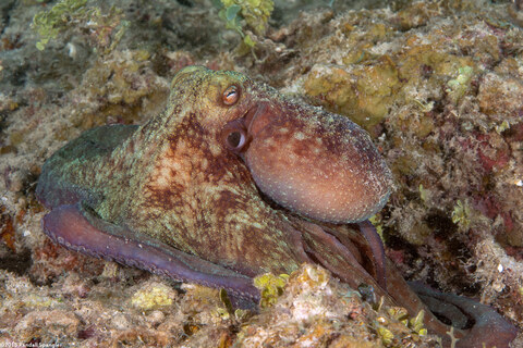 Octopus briareus (Caribbean Reef Octopus)