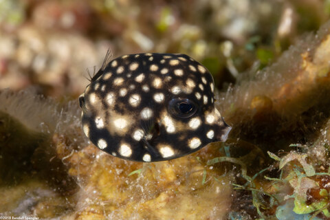 Lactophrys triqueter (Smooth Trunkfish)