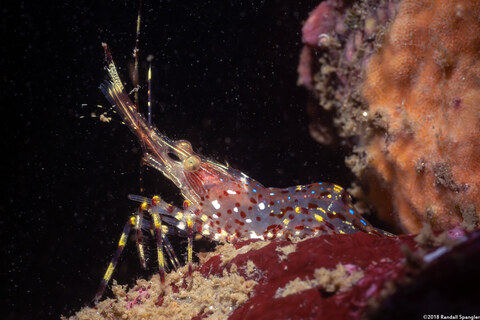 Pandalus danae (Dock Shrimp)