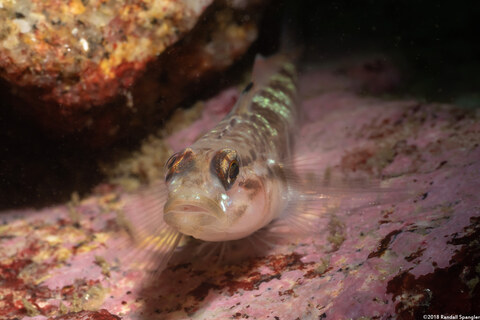 Rhinogobiops nicholsii (Blackeye Goby)