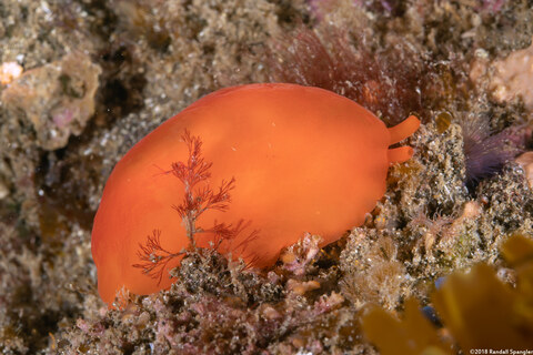 Berthellina ilisima (Orange Blob)