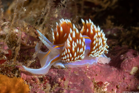 Hermissenda opalescens (Opalescent Nudibranch); Laying eggs